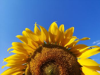 Close-up of sunflower against blue sky