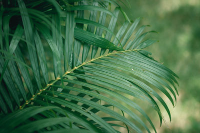 Close-up of palm leaves