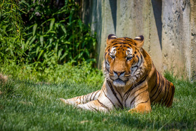 Portrait of tiger relaxing on grassy field