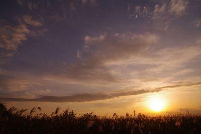 Silhouette crops on field against sky during sunset