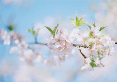 Close-up of flowers on tree