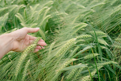 Woman's hand touches fresh ears of wheat