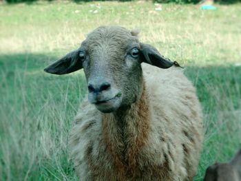 Close-up portrait of sheep on field