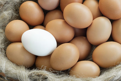 High angle view of eggs in container