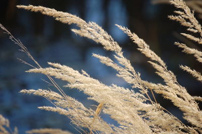 Close-up of plants during winter