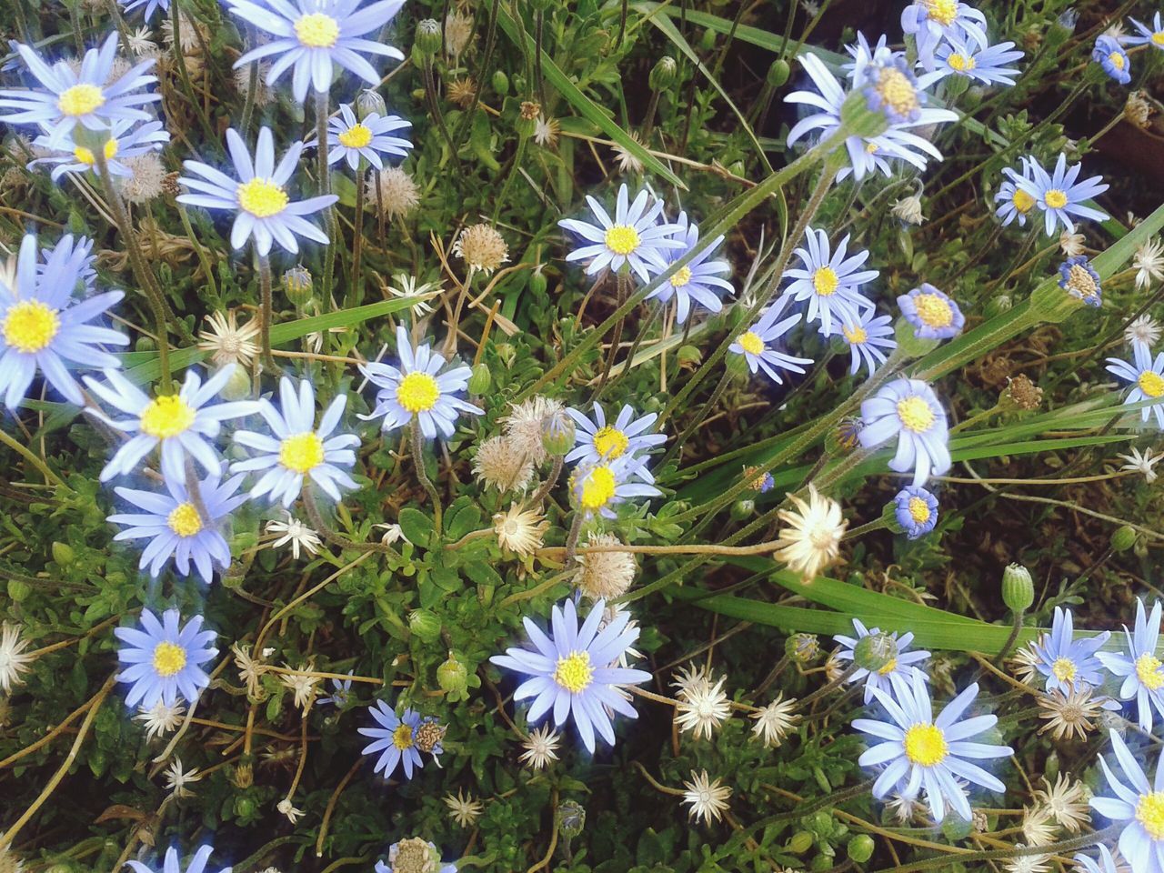 flower, freshness, fragility, petal, growth, flower head, daisy, blooming, plant, white color, beauty in nature, high angle view, nature, in bloom, field, pollen, stem, day, outdoors, no people