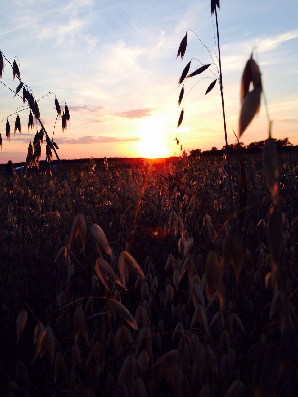 sunset, growth, plant, nature, tranquility, sky, agriculture, beauty in nature, scenics, tranquil scene, field, rural scene, outdoors, no people, sun, landscape, day