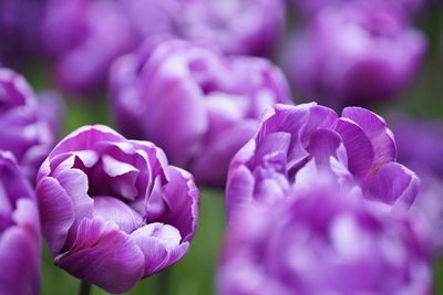 Close-up of purple flowers blooming outdoors