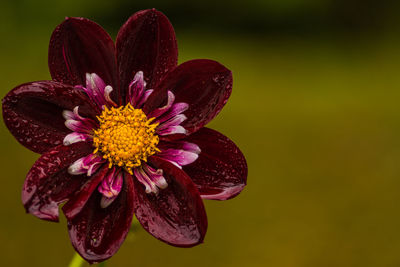 Close-up of pink flower