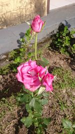 Close-up of pink rose