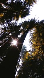 Low angle view of trees against sky