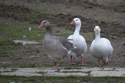 Ducks on a field