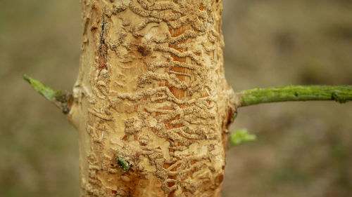 Close-up of tree trunk