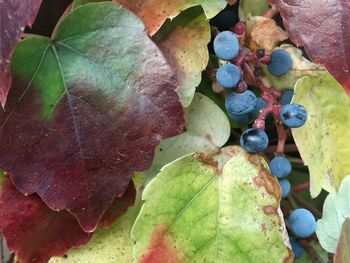 High angle view of grapes growing on plant