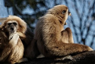 Close-up of monkey sitting outdoors