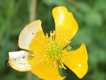 Close-up of yellow flower