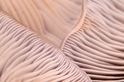 Full frame close-up shot of mushroom gills