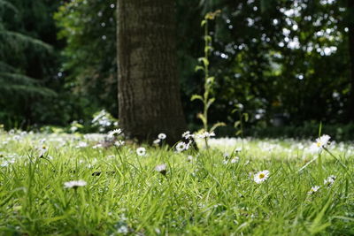 Close-up of flowering plant growing on a park