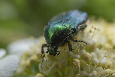 Close-up of insect on flower