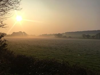 Sun shining through trees