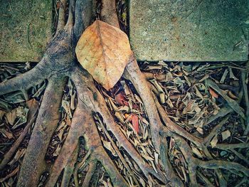 Close-up of dry leaves on tree trunk in forest