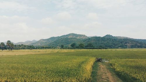 Scenic view of grassy field against sky