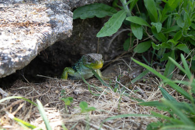Close-up of lizard on field