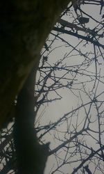 Low angle view of bare tree against sky