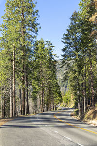 Road amidst trees against sky