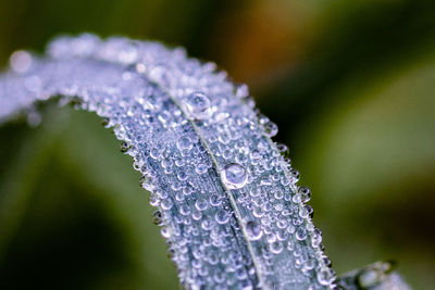 Close-up of water drops on purple flower