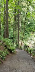 Footpath amidst trees in forest