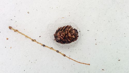 High angle view of pine cone