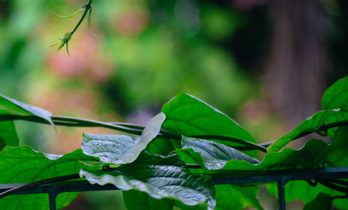 Close-up of insect on wet leaves