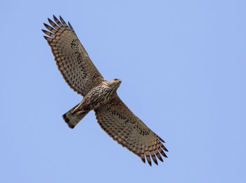 Low angle view of bird flying against clear blue sky