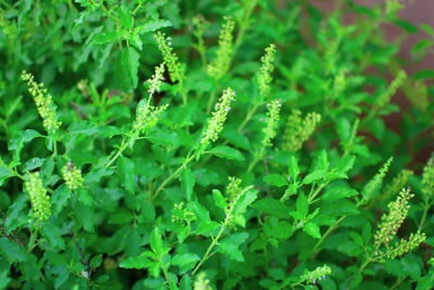 Full frame shot of plants