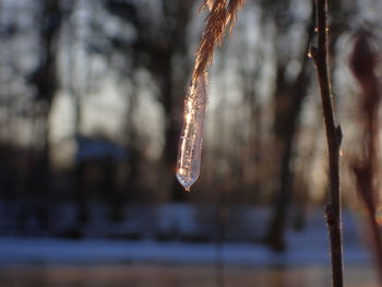 Close-up of frozen plant