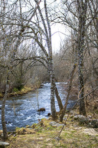 Bare trees by river in forest during winter