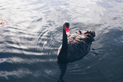 High angle view of swan swimming in lake