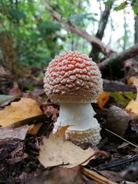 Close-up of mushroom on tree