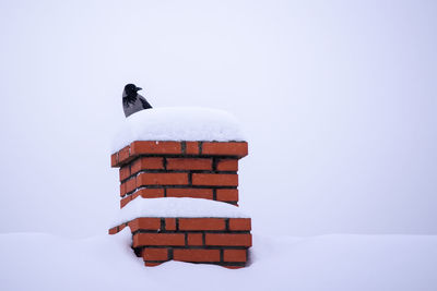 Close-up of bird on snow covered field against white background