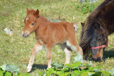 Close-up of horse standing on field