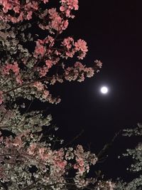 Low angle view of flowering tree against sky at night