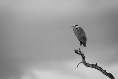 Low angle view of gray heron