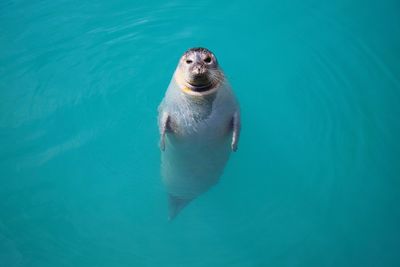 High angle view of turtle in sea