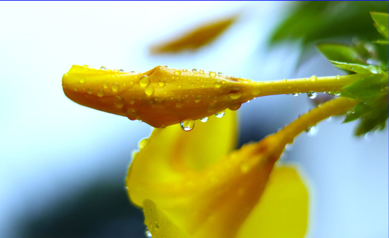 CLOSE-UP OF WET YELLOW LEAF