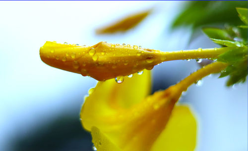 Close-up of wet yellow rose on leaf