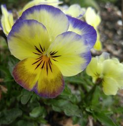 Close-up of flower blooming outdoors