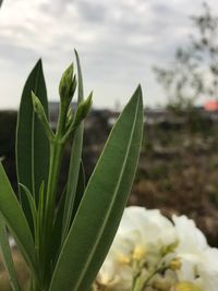 Close-up of plant against sky