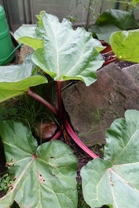 Close-up of fresh green leaf