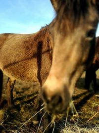 Close-up of horse grazing on field